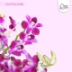 Set-Of-4-Orchids-All-Purple2 Set-Of-4-Orchids-All-Purple2