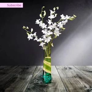 Set-Of-4-Orchids-All-White_Subscription