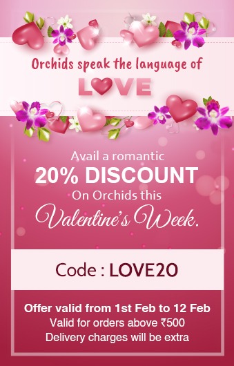 Purple N Snow Valentines Offer