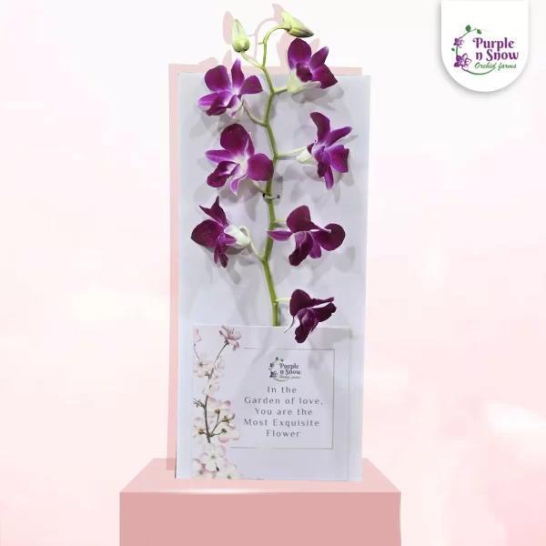 Pocket-White-BG-white-flowers-Purple