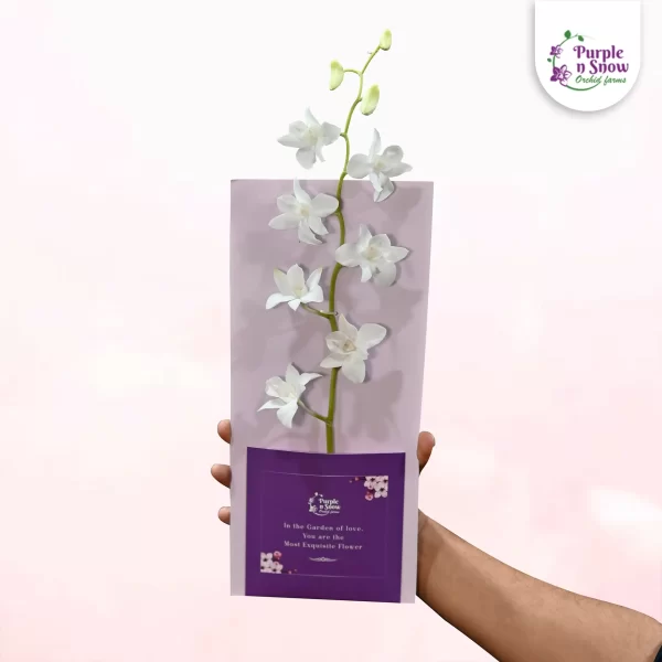 Pocket-purple-BG-light-purple-flowers-white