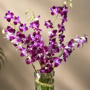 8 Purple - All Purple