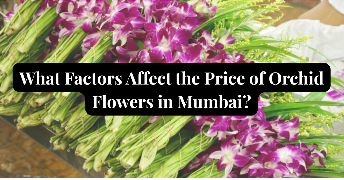 orchid flower price