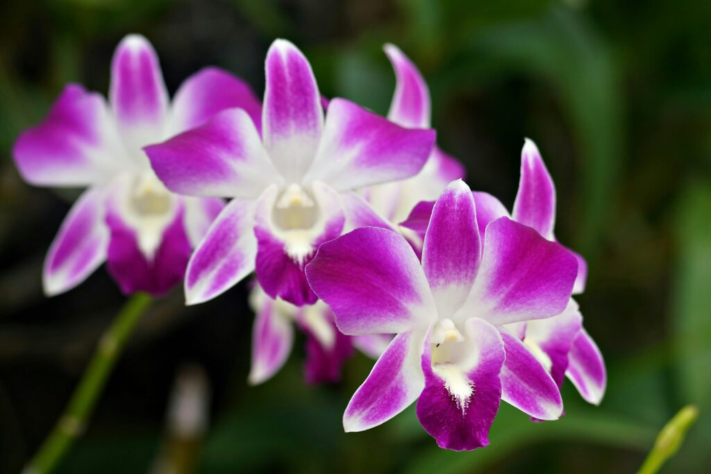 purple orchids bouquet