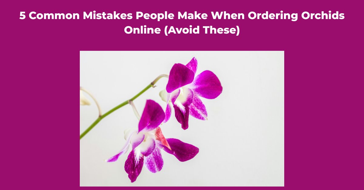 orchid flower online