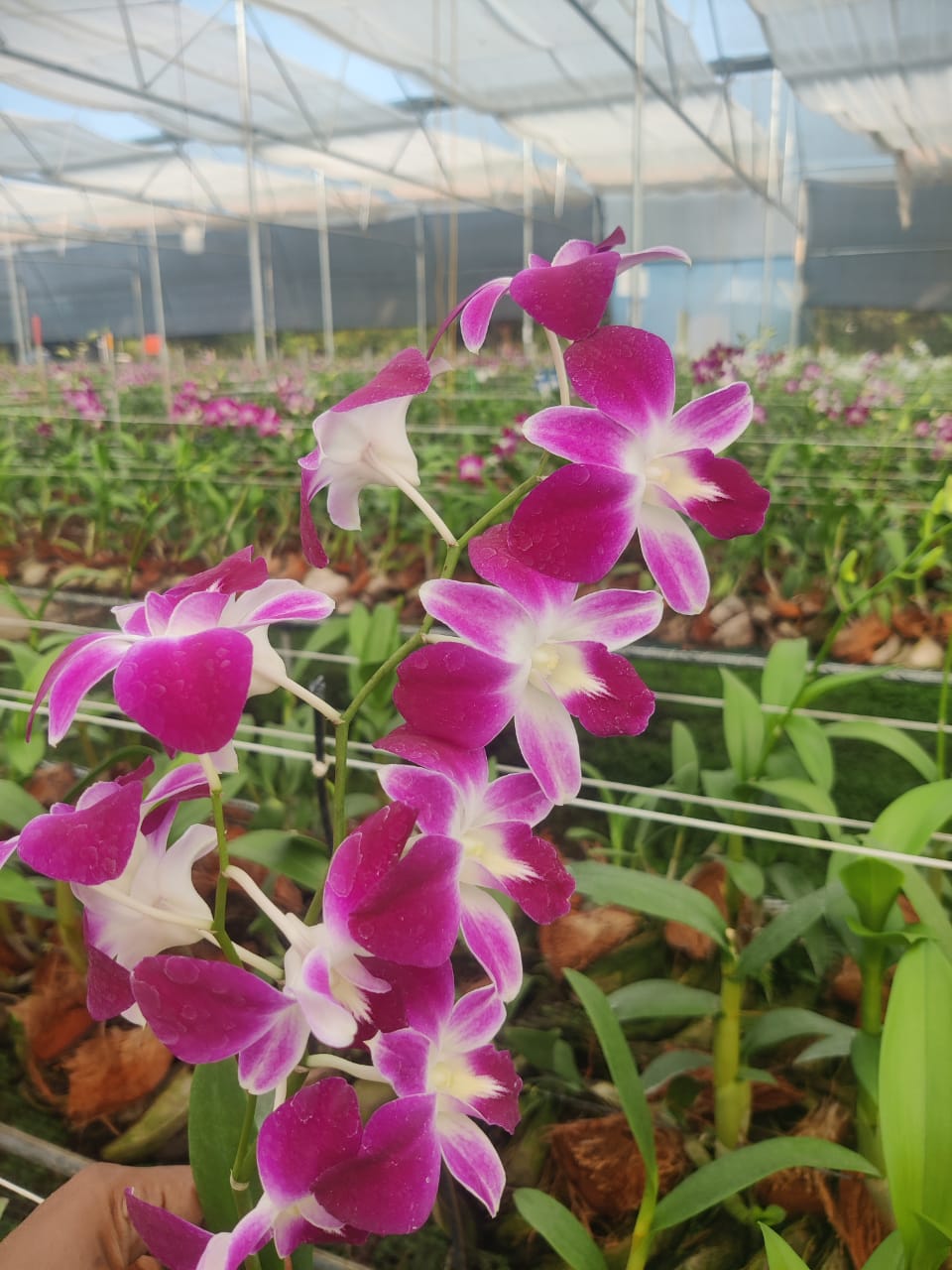  orchids online delivery